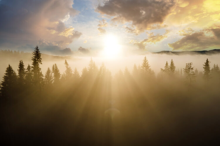 Preserving Giant Trees